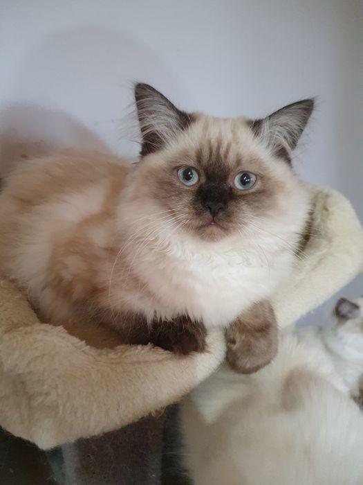 Kocurek długowłosy czekoladowy point