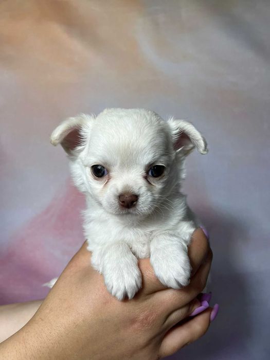 CZAKRA Suczka długowłosa Chihuahua biała szczeniak