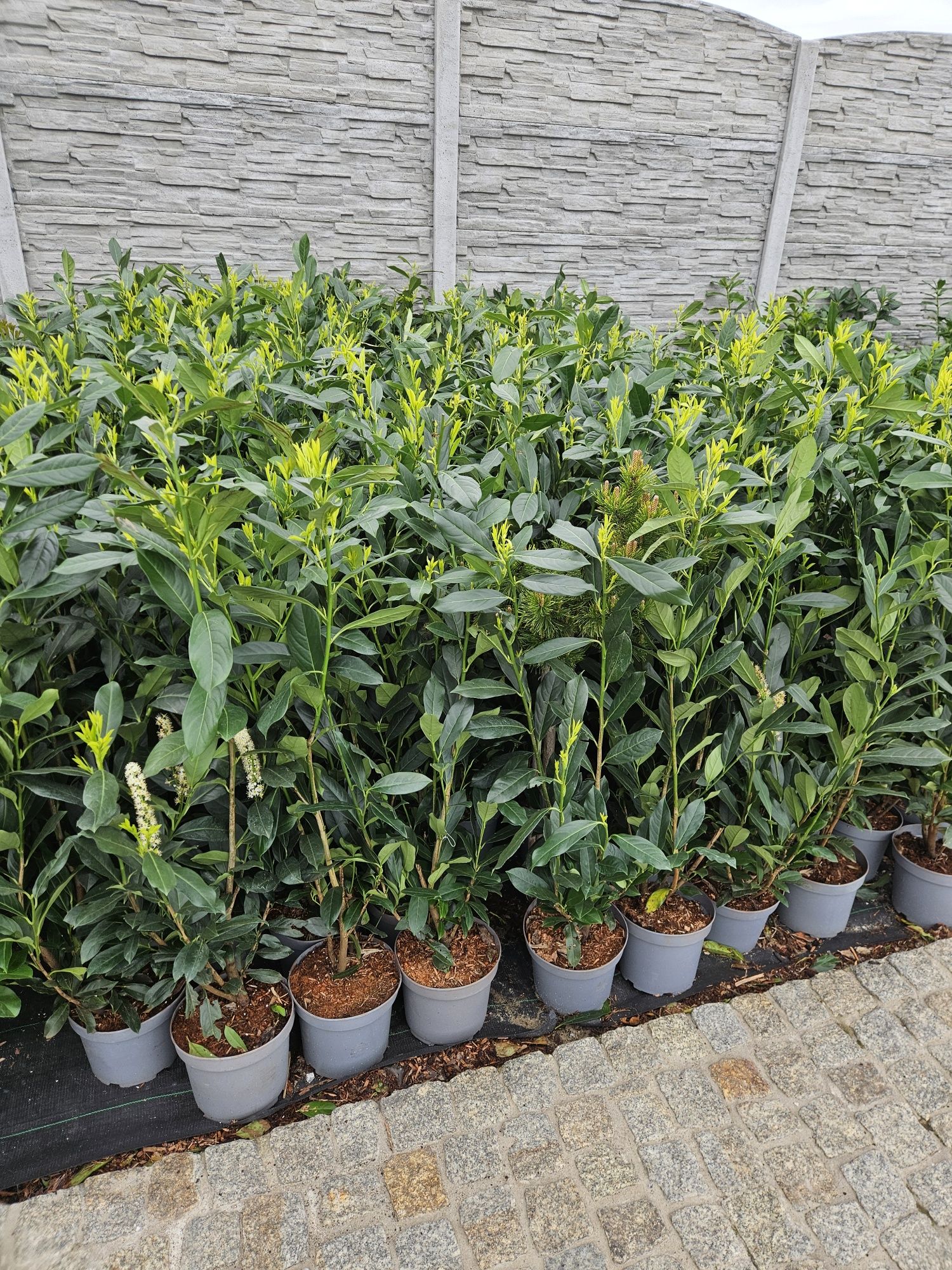 Laurowisnia Nowita 80-90 cm.Etna Elly 3 litry donica