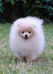 Piękna dziewczyna pomeranian