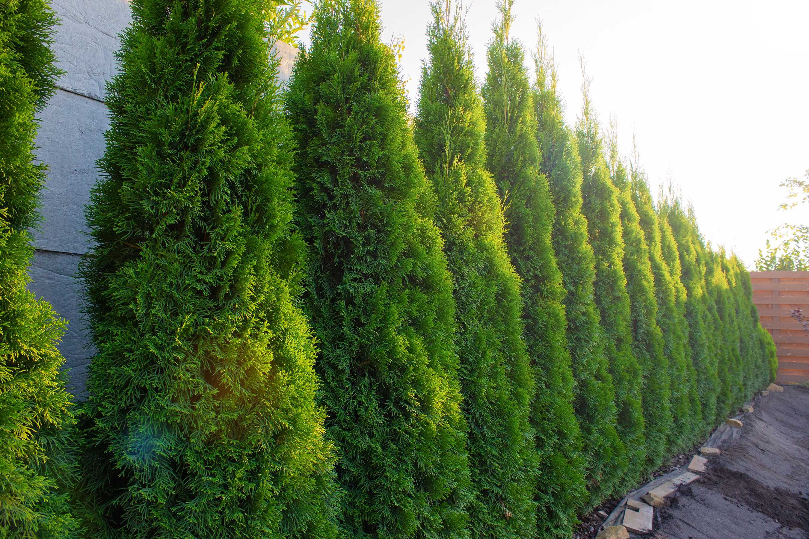 100cm Tuja smaragd szybki przyrost duze sadzonki Gorzów Zywoplot thuja