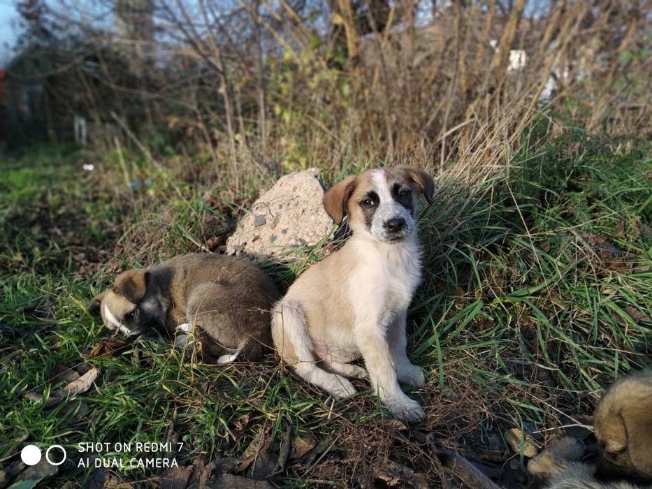 Цуценята в добрі руки!