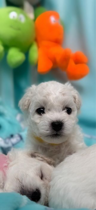 Bichon Frise ZKwP FCI