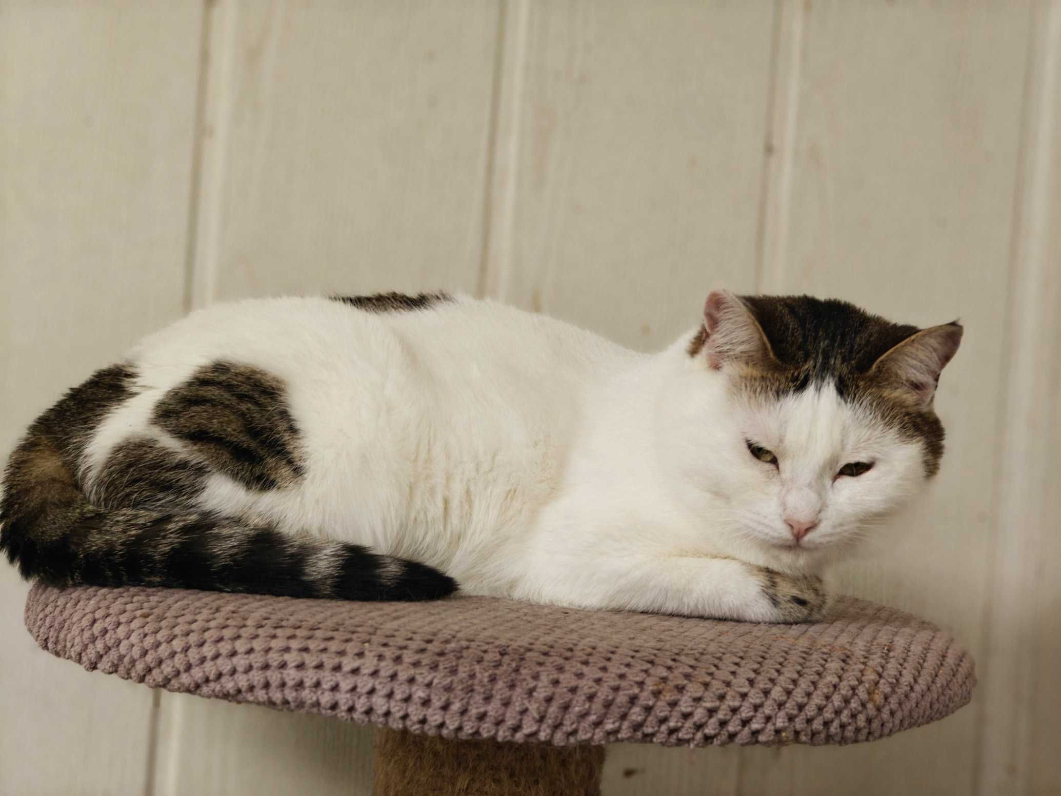 Мила воркотлива киця Брошка шукає дім! кішка 1,5р кіт кошеня кошка