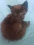 Kocurek Maine Coon