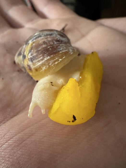 Ślimaki Afrykańskie oddam za darmo