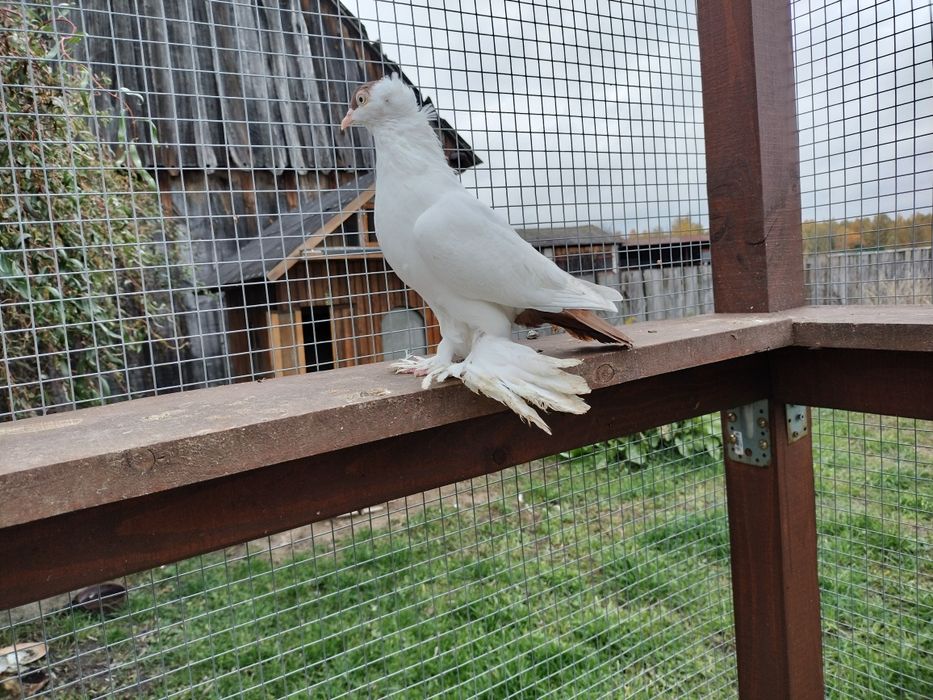 Gołębie ozdobne krymka polska