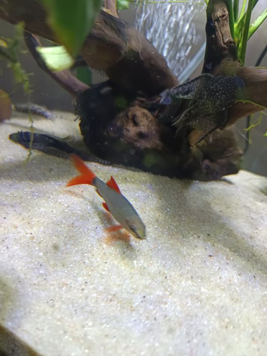 Labeus Frenatus"Rainbow"