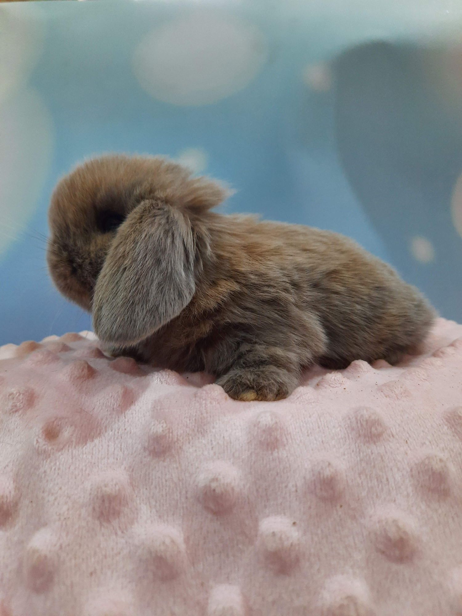 Mini lop królik miniaturka hodowla zarejestrowana