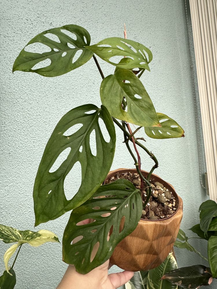 Alocasias baby de diferentes especies e Monstera Adansonii