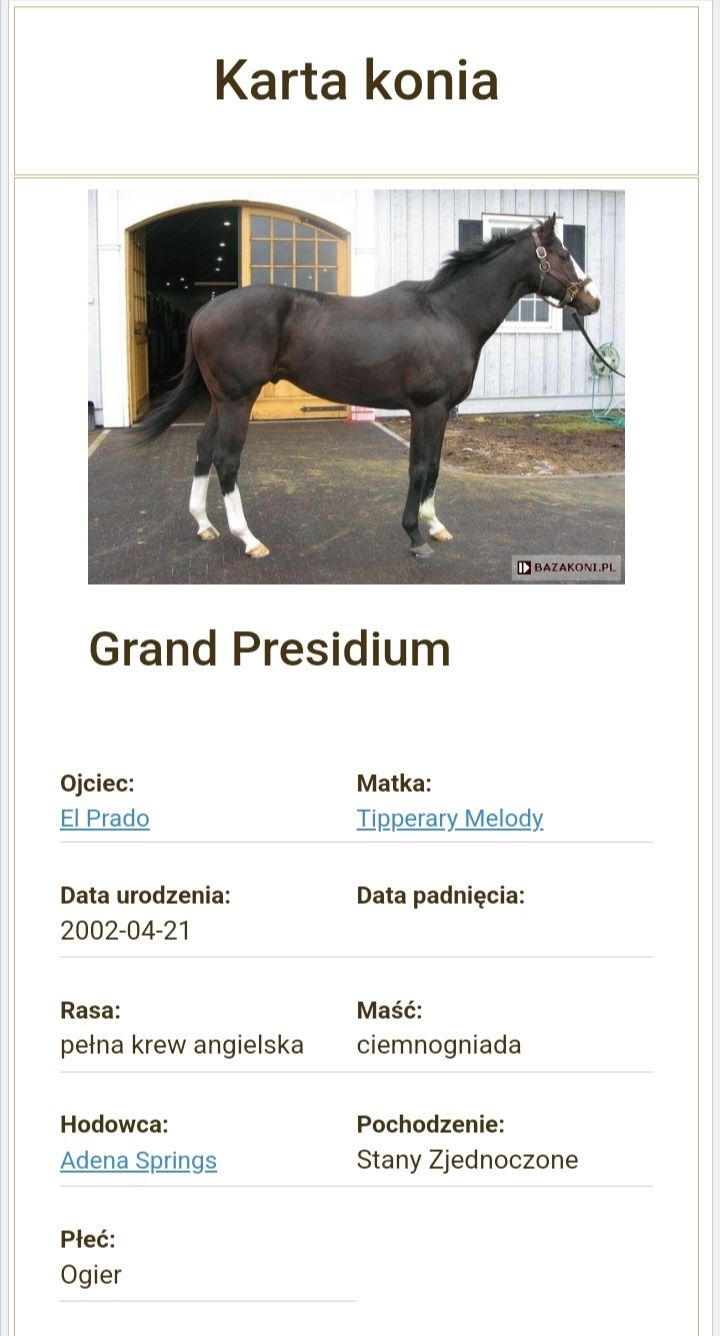 Klacz angielska 167cm