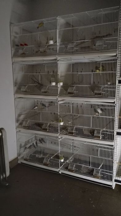 Regał na kanarki,ptaki egzotyczne