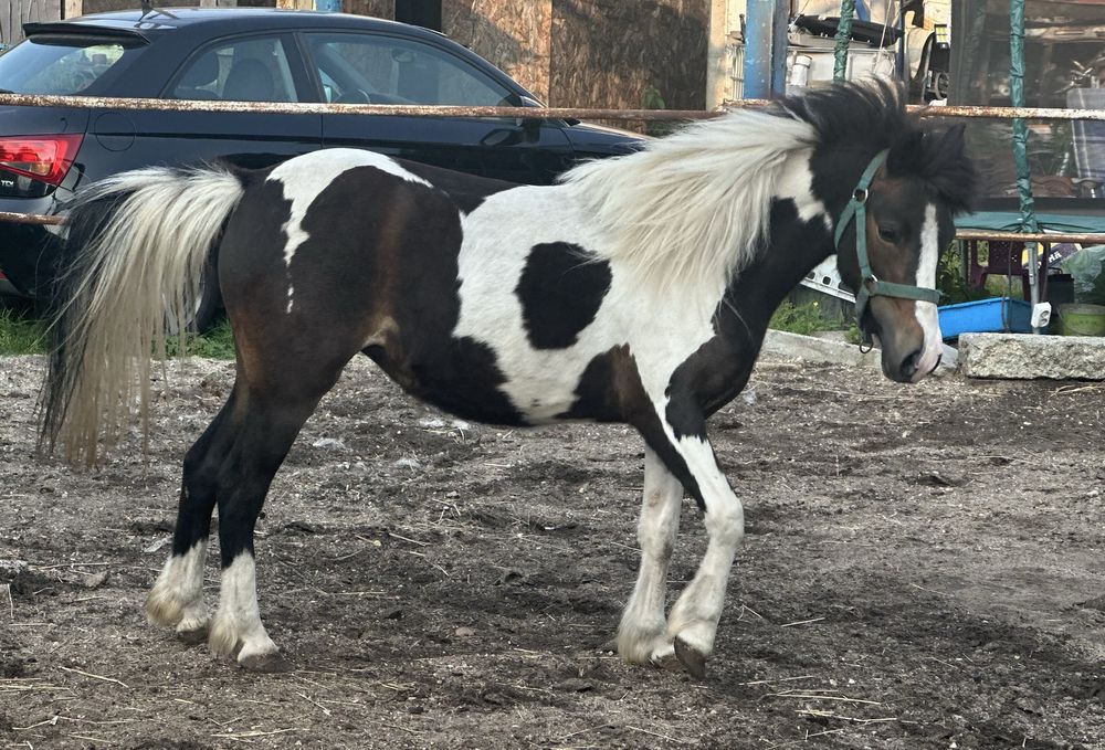 Kuc klacz na sprzedaz