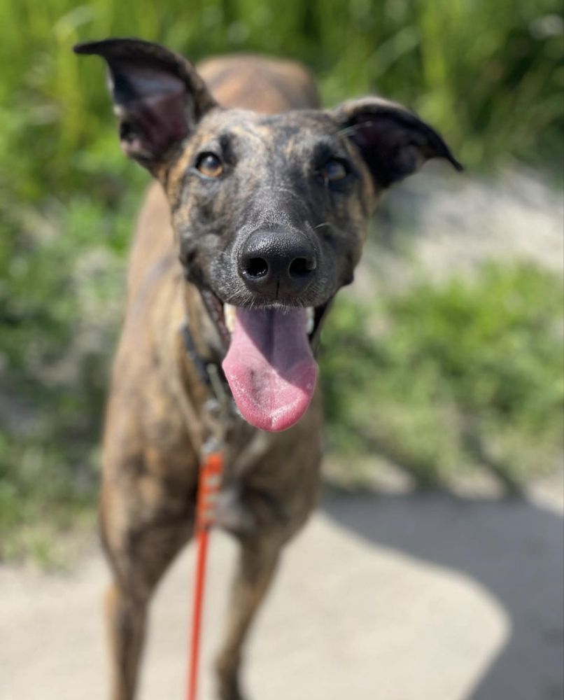 Cudowna charcica chart greyhound suczka oddam