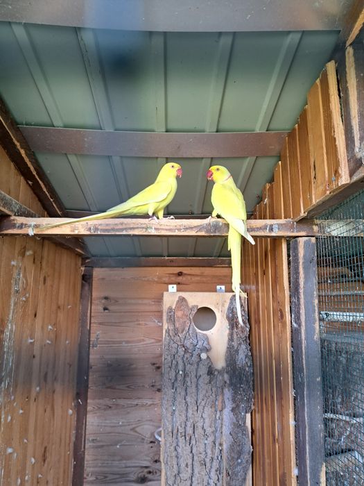 Papugi Aleksandretty