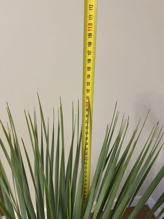 Юка Yucca rostrata (d 28см горщик)