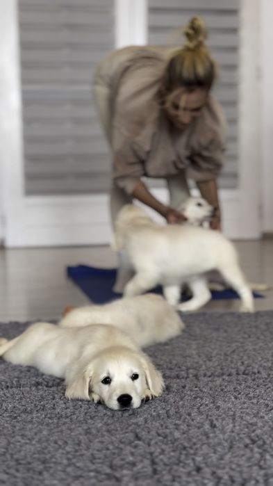 Golden retriever FCI ZKwP piesek