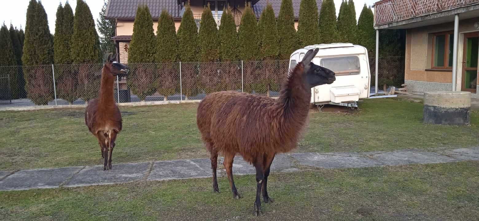 oddam po dobrej cenie parę lam, niespokrewnionych