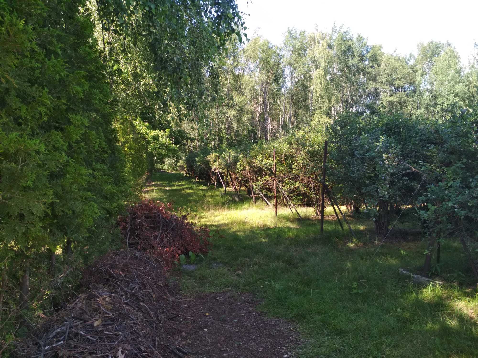 Borówka amerykańska ekologiczna - własnoręczne zbieranie