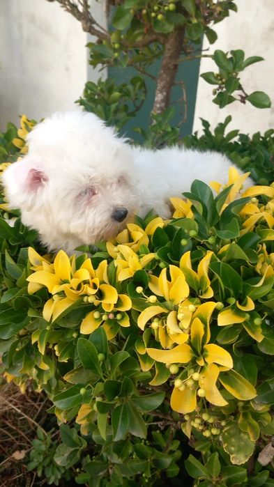 Bichon maltes pequenino macho olhos azuis