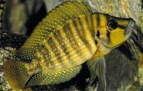 GB TANGANIKA Compressiceps Gold Head, Calvus Gold - dowóz ryb!