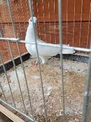 Jasne korniate srebniaki