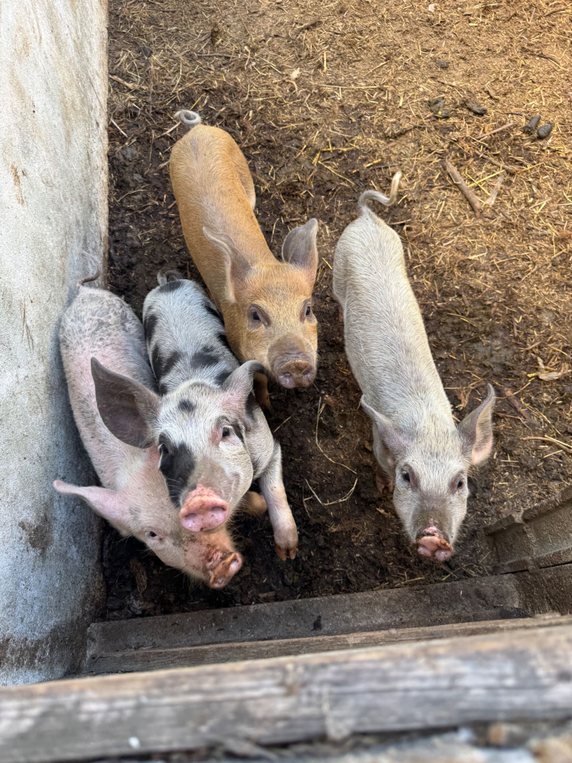 Vendo Leitões grandes cerca 30kg