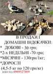 Продам домашніх індокаченят