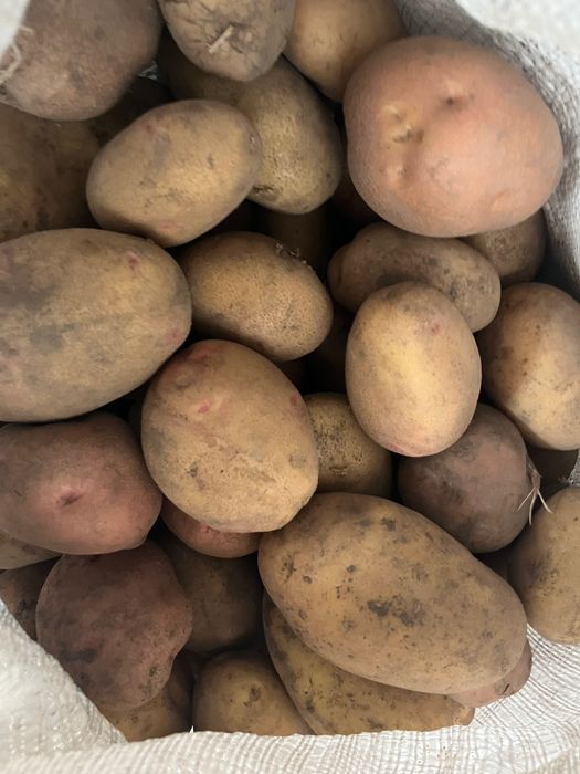 Продам велику картоплю
