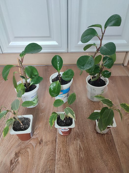 Продам кімнатні квіти