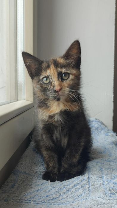 Cztery kotki szukają domków - do pilnej adopcji