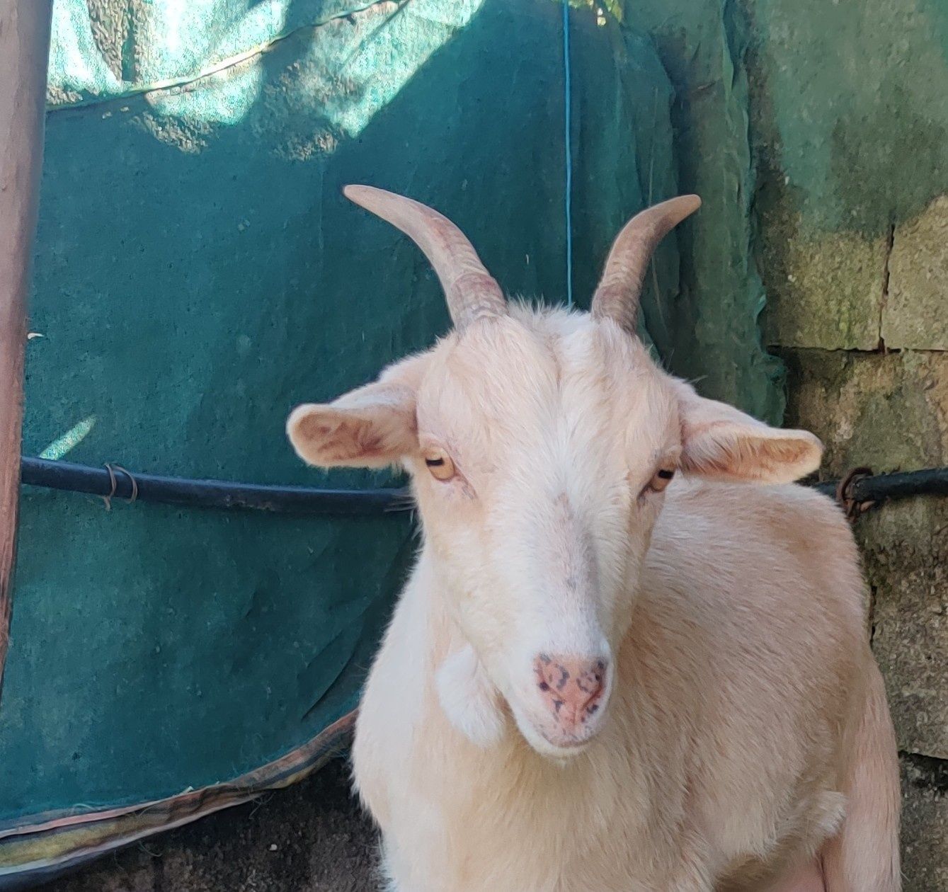 Cabra fêmea arraçada de cabrito anão