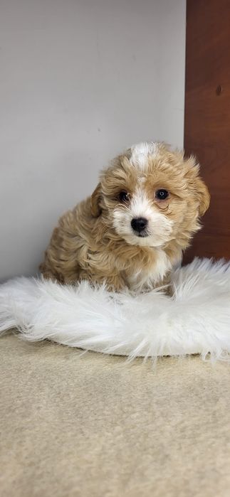 Malutki piesek maltipoo f1 xs