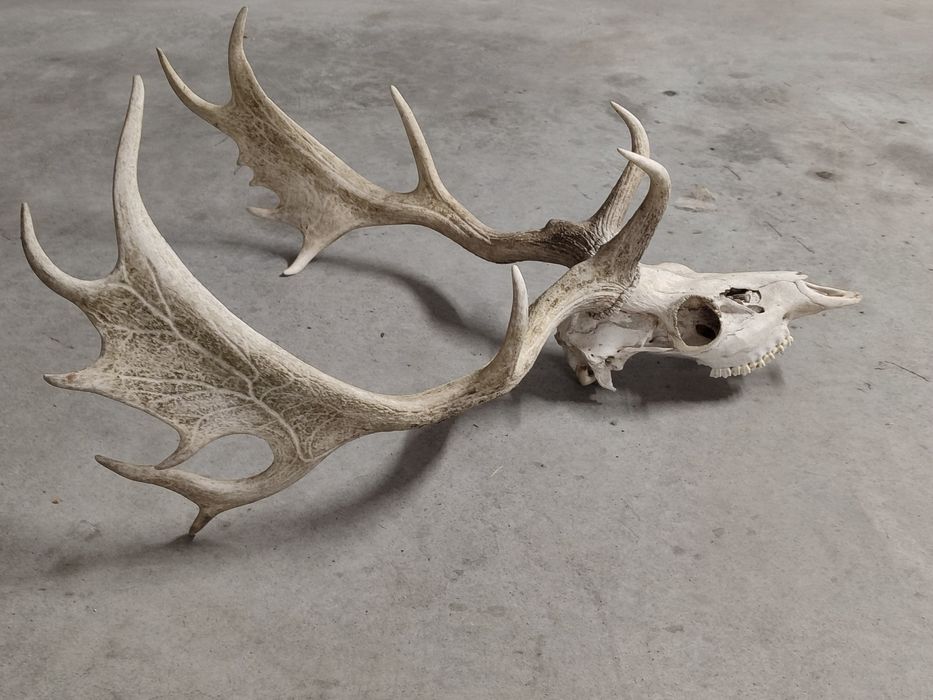 Poroże,łopaty Daniela