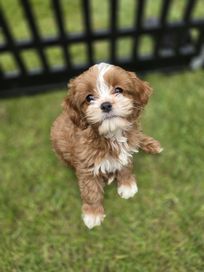 Cavapoo/ dziewczynka / red/