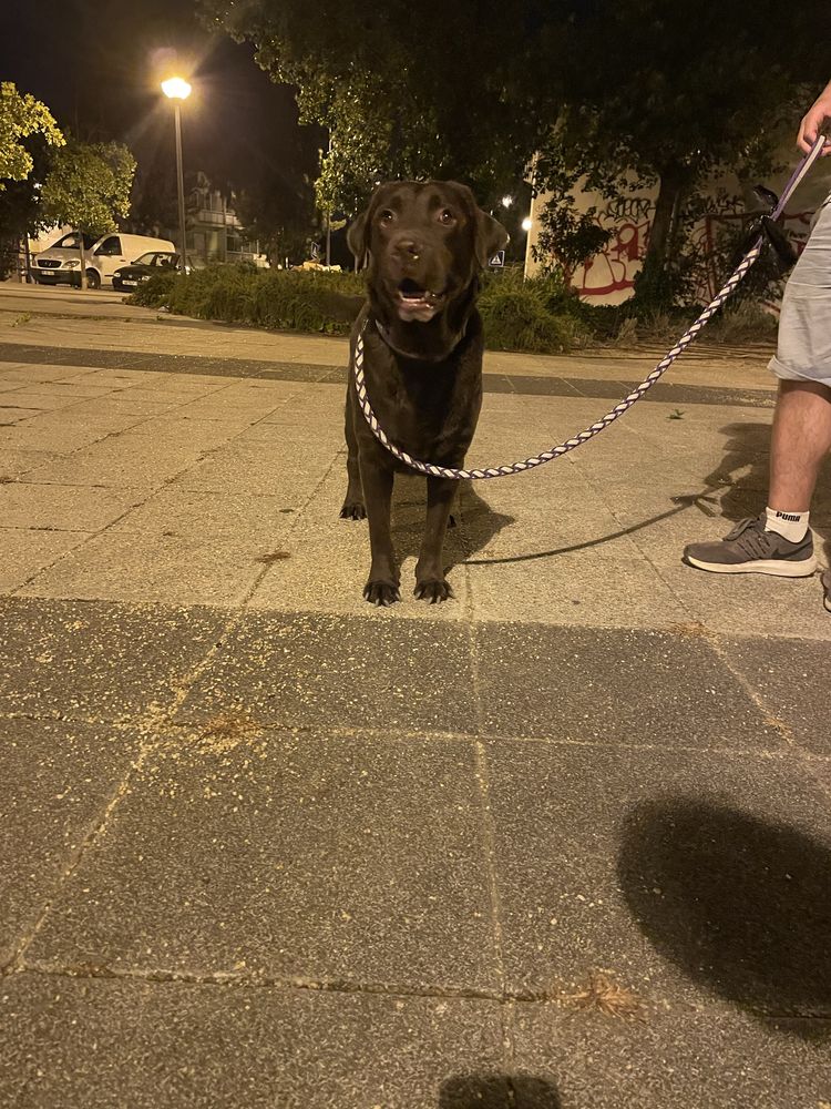 Da-se cadela labradora
