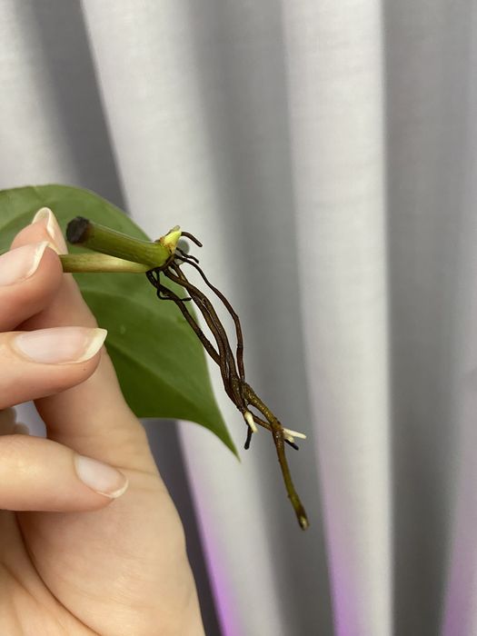 Corte 3 de philodendron verde (hederaceum?)