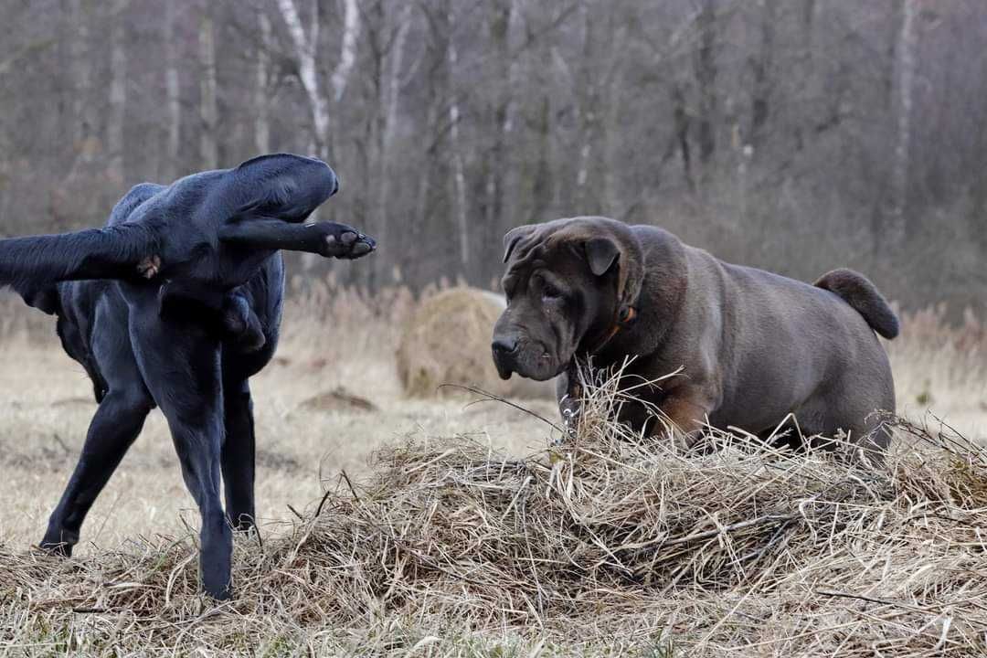 Shar pei dla doświaczonych opiekunów