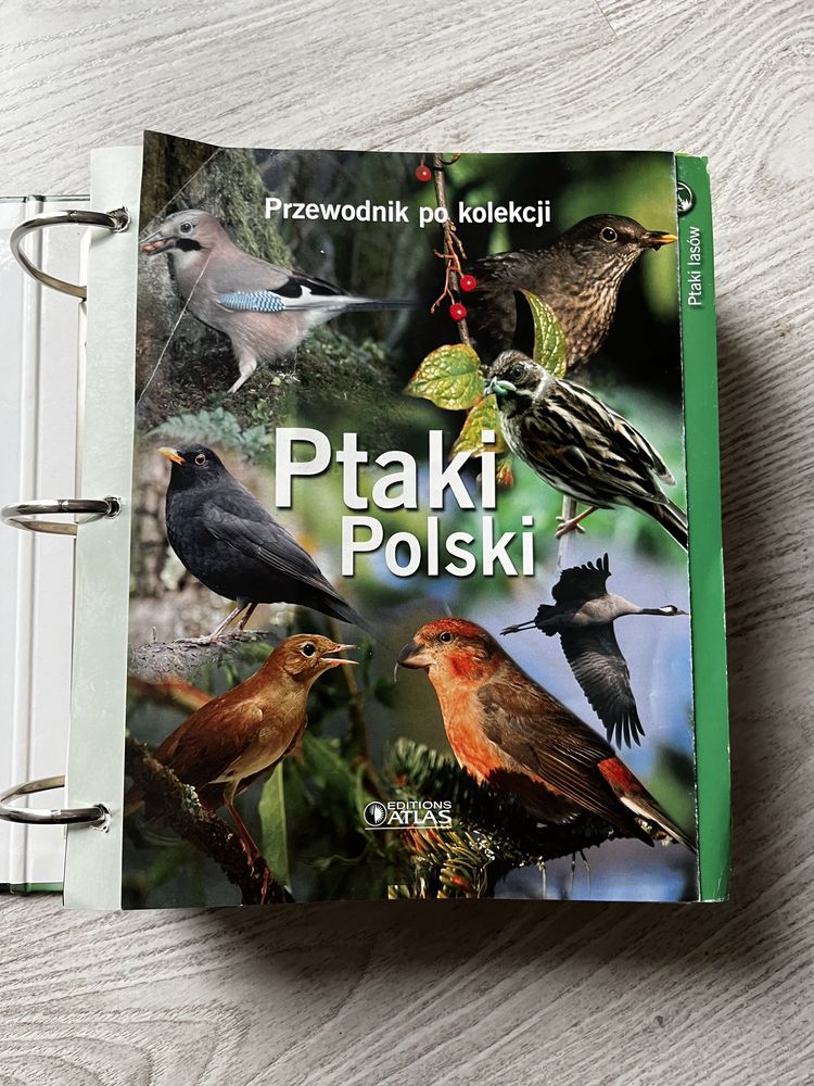 Segregator Ptaki Polski