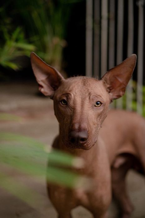 Lyborius Legacy - Cão Sem Pelo do Mexico