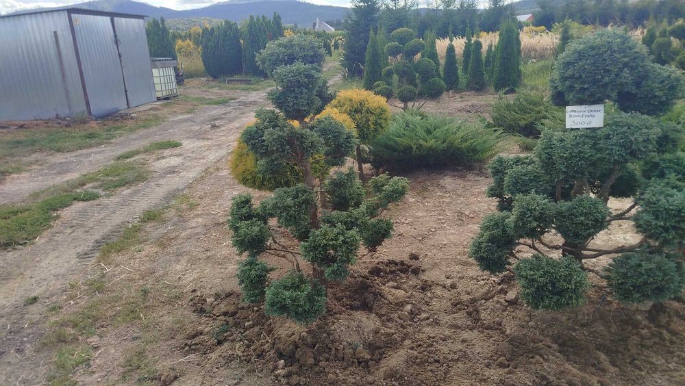 Bonsai, Niwaki Cyprysik groszkowy Boulevard