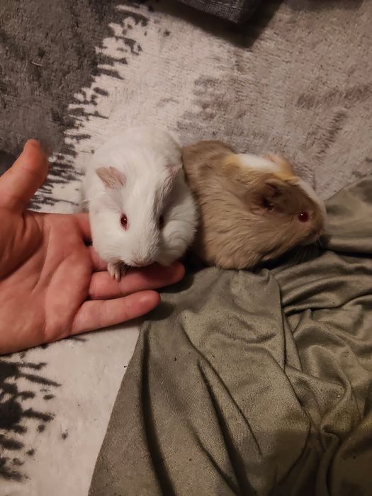 Świnki morskie młode