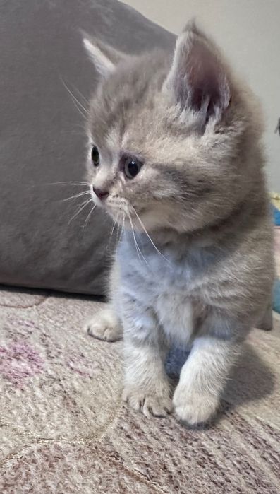 Продам шотландських котиків