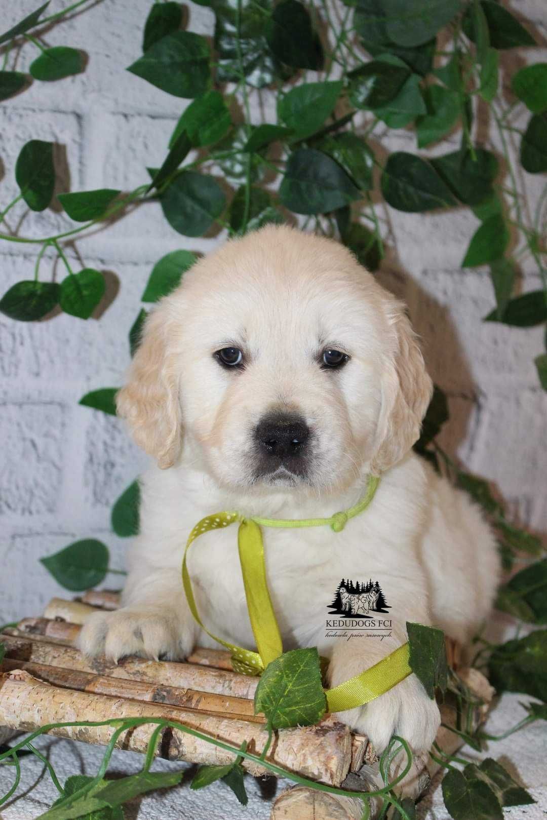 Golden retriever piesek-chłopiec ZKwP FCI