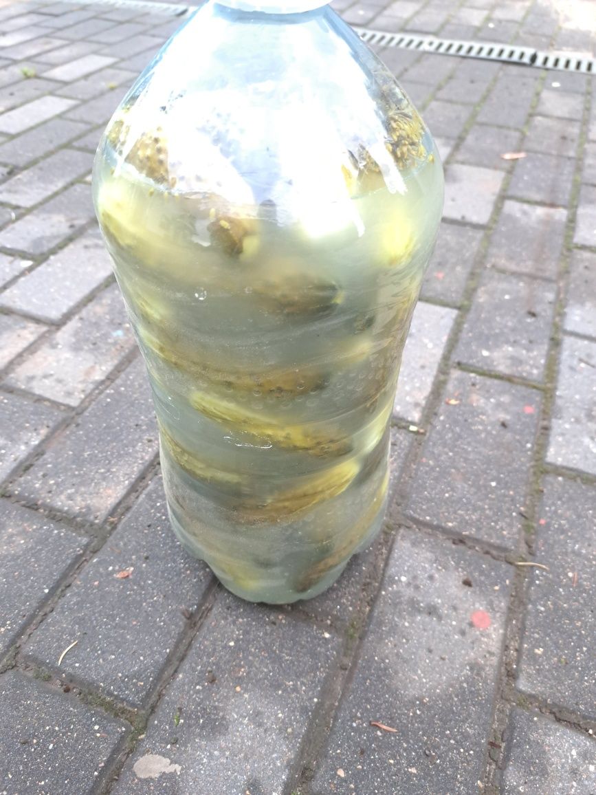 Świeżo kiszone ogórki 10l