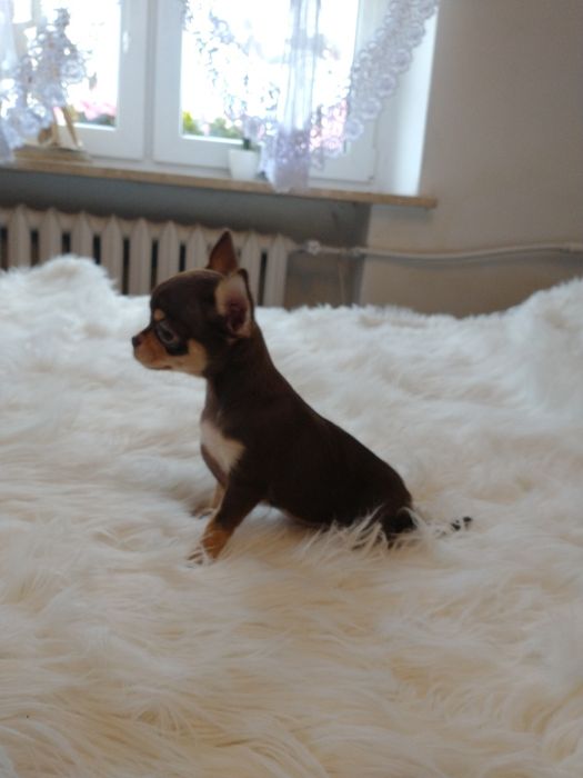 Chihuahua piesek krótkowłosa