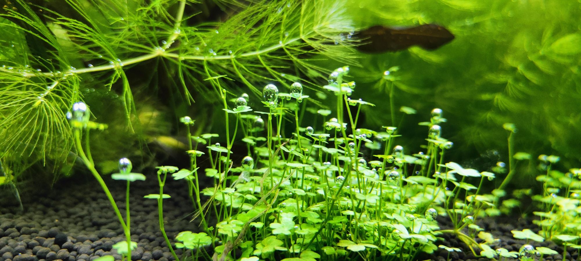 Hydrocotyle sp. japan