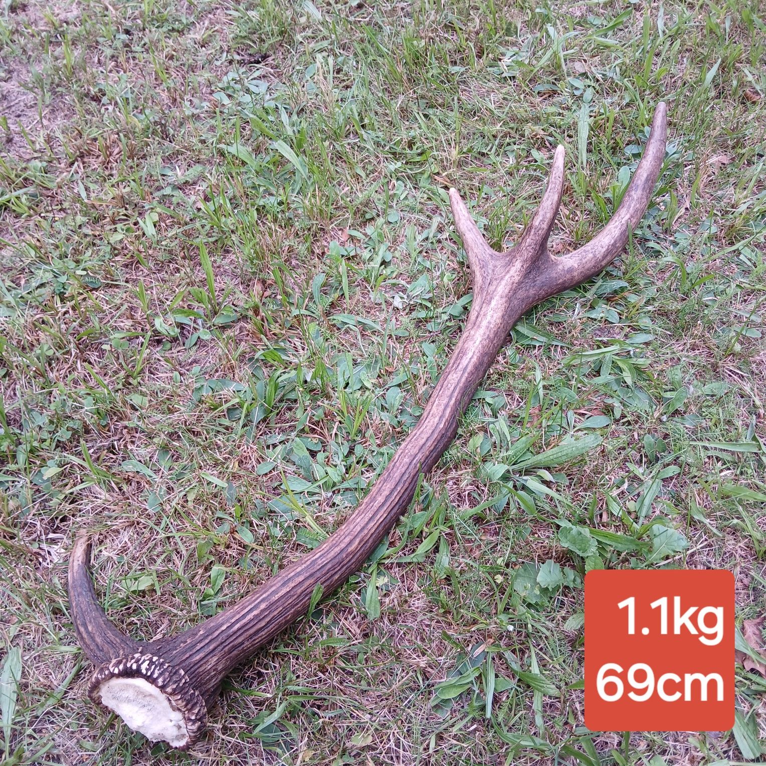 Myłkus Poroże jelenia poroża rogi zrzuty parka trofeum wieniec
