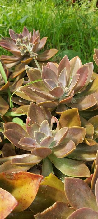 Cactus e diversas soculentas
