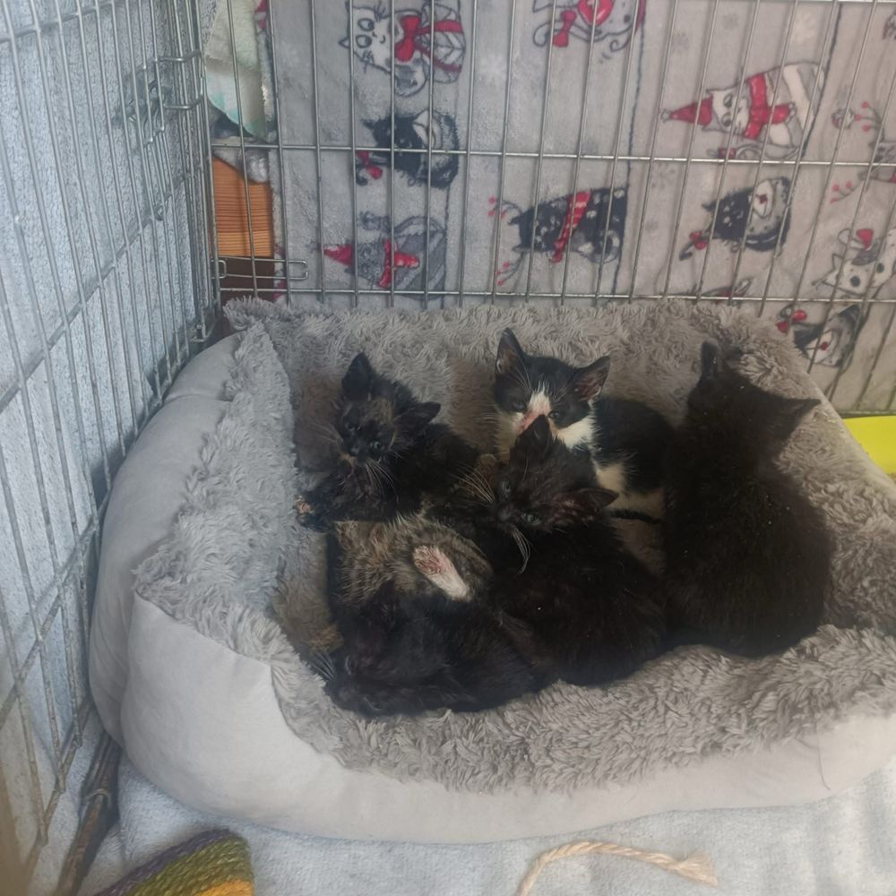 Przecudowne kociaczki do adopcji